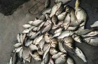 钓到大鱼的秘密武器,筱米钓鱼饵料配方详解