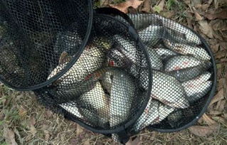 揭秘虾饵制作,钓鱼高手必学的三种虾饵制作方法