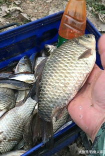 钓鱼饵料斩鱼怎么做好吃,从科学到实践的全解析