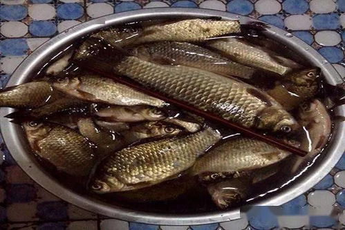 鱼塘钓鱼饵料怎么做的好?掌握这5大秘方,鱼儿见了都疯狂