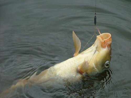 钓鱼饵料配方秘籍,掌握这几点,鱼获翻倍不是梦!