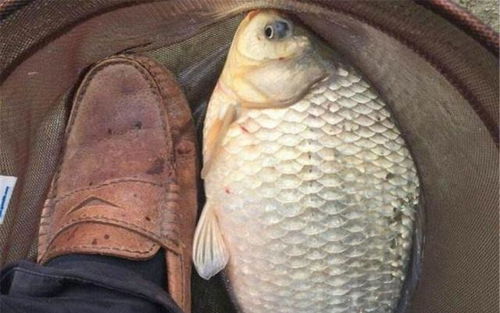 钓鱼饵料防水秘籍，让鱼儿疯狂咬钩的饵料防水技巧全解析