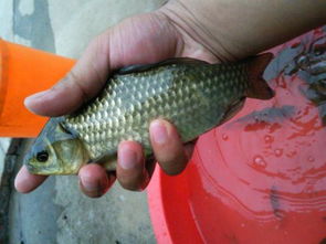 钓鱼饵料怎么看顿口图解