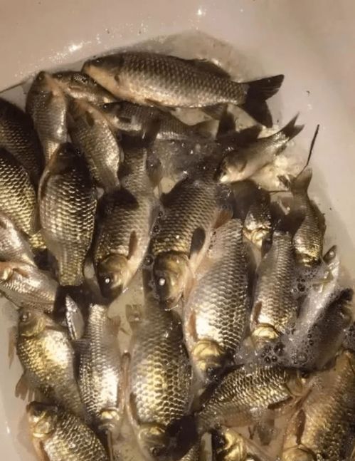 钓鱼饵料秘籍,让鱼儿疯狂咬钩的8个关键技巧