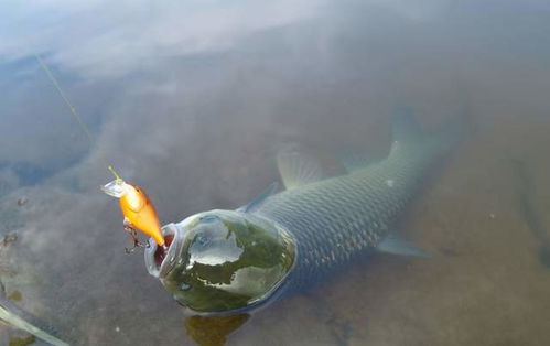高密度鱼塘开饵秘籍，诱鱼快、留鱼久的饵料配方大公开！