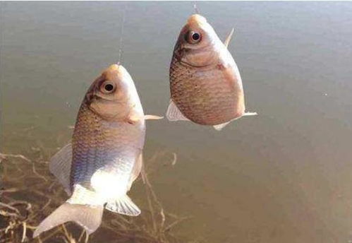 钓鱼饵料配方,玉米粉的添加方法与技巧