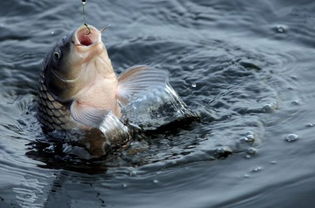 单钩钓鱼饵料调漂的精髓,掌握这五步,鱼获翻倍!