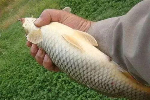 钓鱼饵料鲜丹干的正确使用方法，让你的鱼获翻倍！