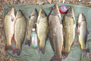 钓鱼饵料不闹窝的原因及解决方法