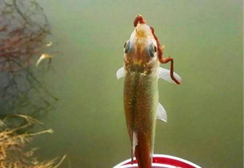 臭蚯蚓钓鱼饵料,如何配制出鱼儿疯狂争食的美味诱饵