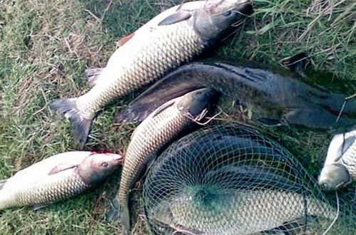 钓鱼饵料无粘粉?这些替代方法让你照样钓大鱼!