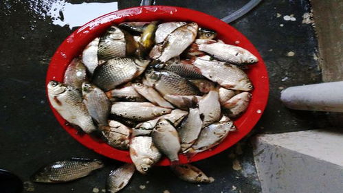 钓鱼饵料被虾捣乱怎么办？