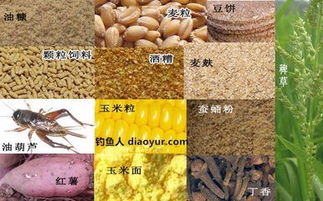 四季钓鱼饵料选择指南,根据季节变化提高上钩率