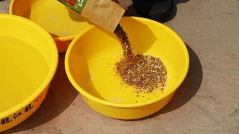 钓鱼饵料能掺酒吗？科学配方提升诱鱼效果