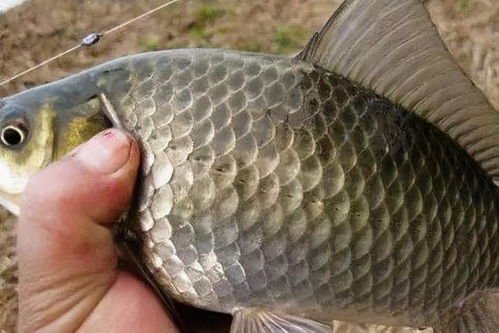钓鱼饵料拉饵制作全攻略,从零开始学做拉饵
