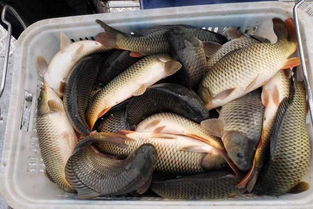 钓鱼饵料虾肉怎么做的好?这份秘方和技巧请收好!