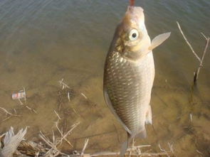 二哥教你钓鱼饵料怎么用,这份秘籍让你鱼获满满!