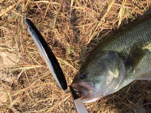 地主猫钓鱼饵料评测,效果如何?全面解析