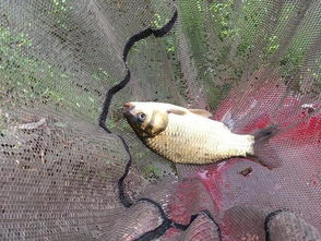 小福球钓鱼饵料使用方法,视频教程详解