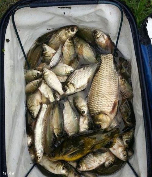 吉祥钓鱼饵料的使用秘籍,如何让鱼儿疯狂咬钩?