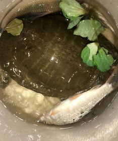 钓鱼饵料里有甲鱼怎么办?