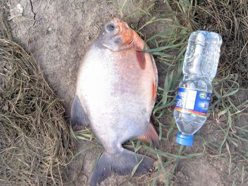 南池钓鱼饵料怎么样?深度解析与选购指南