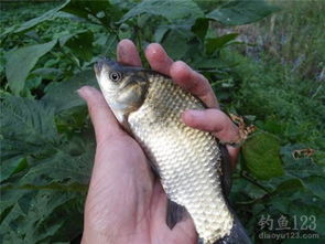 鲤鲫钓鱼饵料的正确使用方法与实战技巧