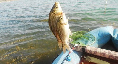 自制钓鱼饵料石棉—超简单视频教程,轻松吸引鱼儿上钩!