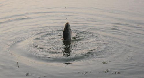 鱼饵太香鱼群却不见踪影?这招教你轻松应对!