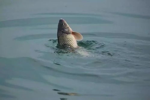 钓鱼饵料制作全攻略，从零开始打造你的诱鱼神器