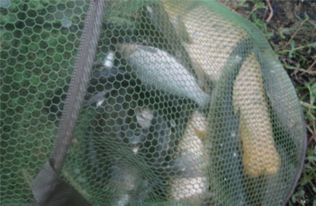 不打窝也能钓大鱼,自制饵料的秘诀