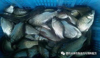 钓鱼饵料苍蝇多怎么办?5分钟教你一学就会的终极解决方案!