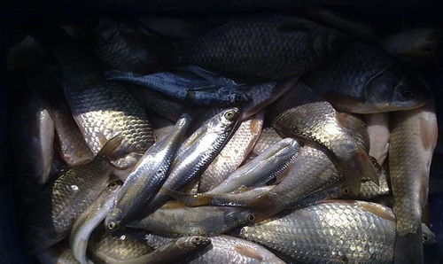 钓鱼饵料小虫怎么办?这些技巧让你轻松应对!