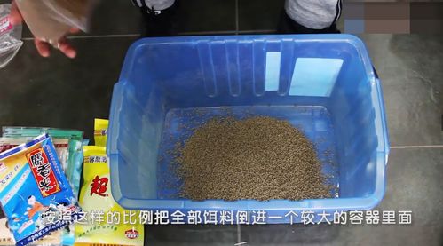 黑坑调漂秘籍,饵料怎么调才能钓大鱼?