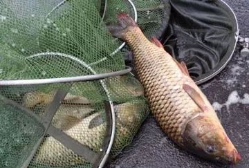 野钓高手必看!谷麦饵料的妙用与野钓技巧全解析