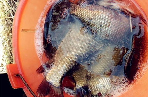 猛!猾口鱼最爱这三种饵料,作钓饵料效果惊人!