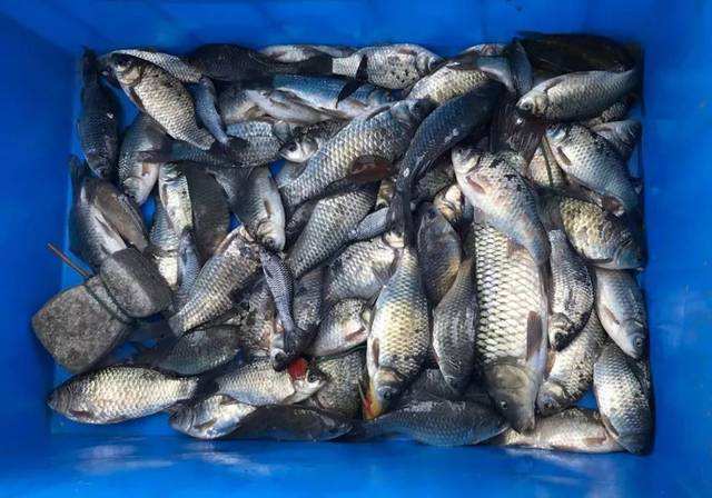 钓鱼饵料增鲜粉的使用秘籍,提升诱鱼效果的实战技巧