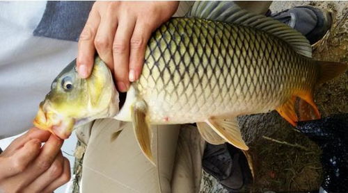 自制海钓鱼饵料配方,简单易行的钓鱼技巧