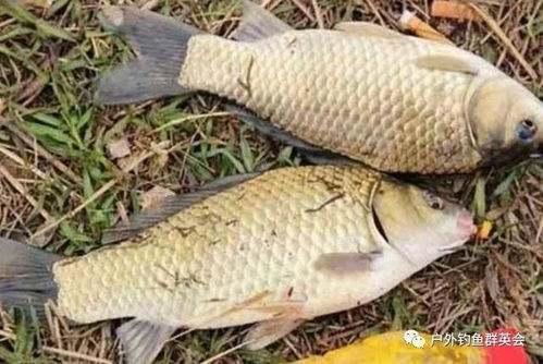 钓鱼饵料香腥怎么调好吃?这份秘方让你鱼获翻倍