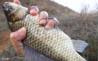 大强钓鱼饵料怎么用?这份饵料搭配秘籍让你轻松钓大鱼!
