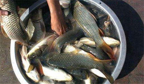 钓鱼饵料乱加怎么办?3分钟教你挽救一整天的鱼获!