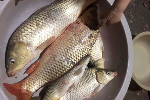 钓鱼饵料制作与使用指南