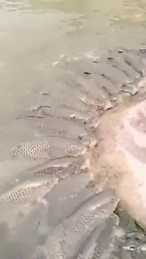 自制钓鱼饵料,让鱼儿主动上钩的秘诀