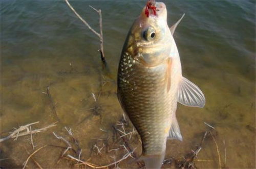 泡玉米钓鱼饵料的正确方法与技巧,让你的鱼获翻倍!