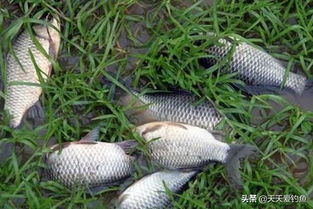 北方钓鱼饵料怎么配?这份详细教程让你轻松上鱼!