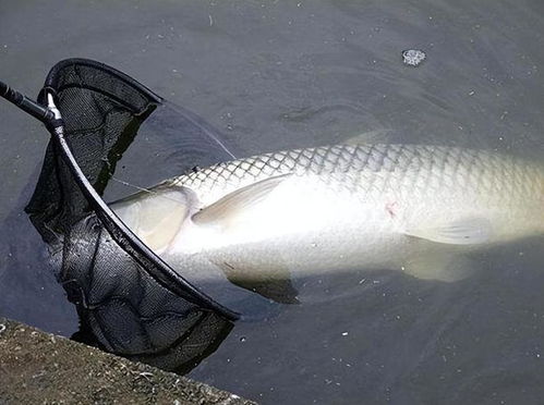 掌握朱老大钓鱼饵料使用方法，轻松钓获大鱼！