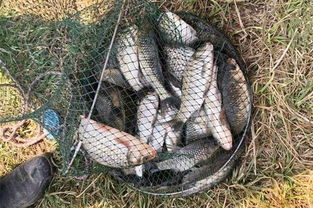 大号钓鱼饵料的正确使用方法,让你的鱼获翻倍!