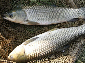 钓青鲟饵料配比全攻略,从入门到精通,一篇搞定!