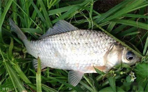 钓鱼饵料配方鲈鱼怎么做,专业配方与技巧全解析