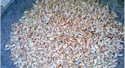 虾粉饵料的三种用法,钓鱼高手必看教程!